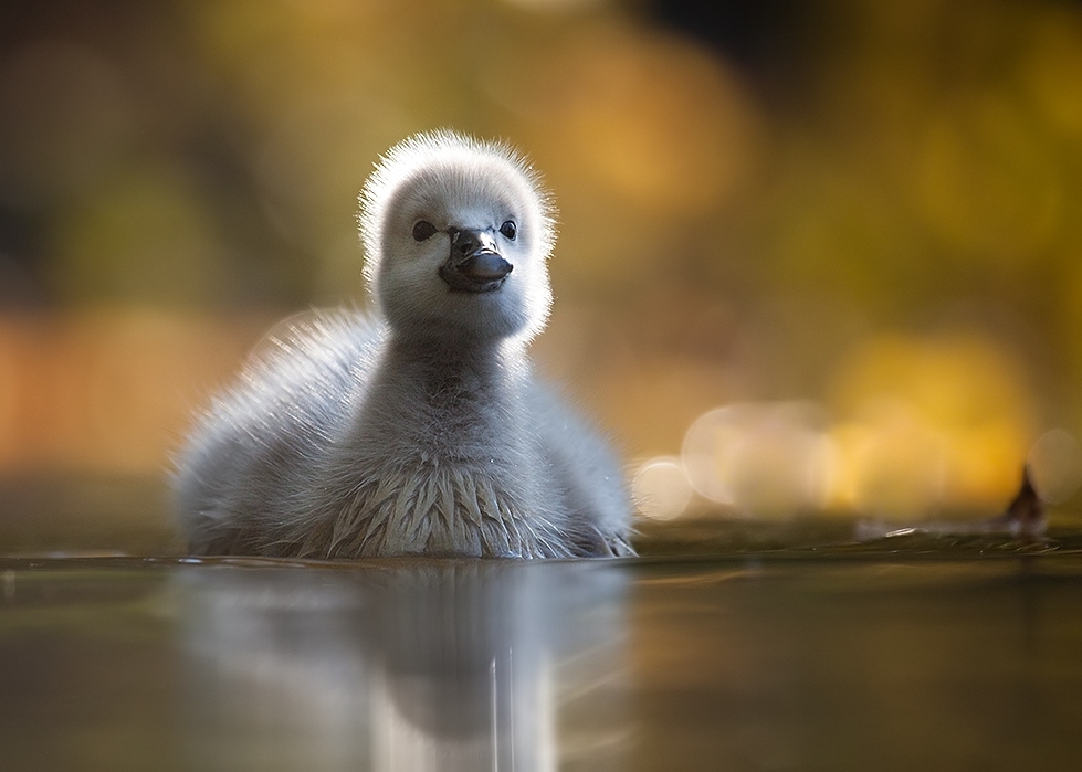 寻见：丑小鸭的故事（1）